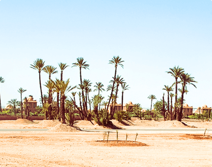 Safeguarding & Development of the Marrakech Palm Grove